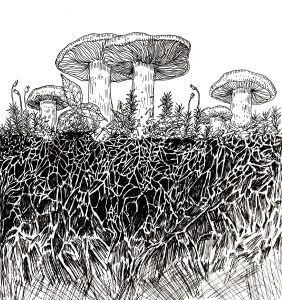 a black and white illustration on fungi and their mycelium underground