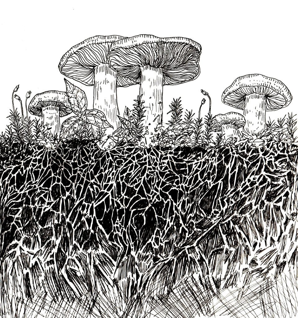 a black and white illustration on fungi and their mycelium underground
