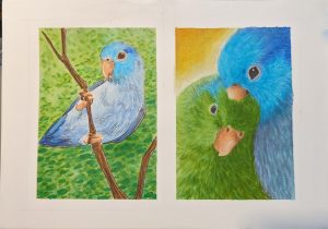 Two side-by-side alcohol ink marker portraits on an A5 page depicting parrotlets. The left portrait is a full-body pose of a blue parrotlet clinging to a branch with a background in shades of green. The right portrait is a close up of two parrotlets' faces snuggled close— one blue, one green, against a mustard yellow background