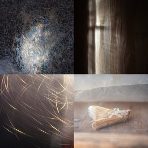 4 photos set in a square. Overall feel is low key with shades of brown, gray, black and pale brown. Occaisional flashes of yellow, blue and green. 1. Distorted image of a cat sitting behind a frosted glass window. 2. Shadows and light falling on a wall papered with 1980's style embossed wallpaper in shades of light and dark brown. 3.Flashes of light from sequins, looking like a shoal of fish swimming at speed. 4. Dead moth lying on its back on a shed windowsill. Lots of pale papery textures.