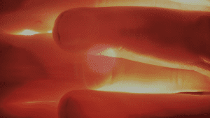 A close up of four of the artists' fingers, short dirty nails and all, as bright light from behind them passes through skin, bone and blood rendering them as orange as a sunset.