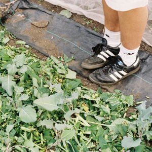 A closely-cropped image of a person's feet and shins in an allotment. They are wearing black and white Addidas Samba trainers and white crew socks, and standing next to a pile of fresh green leaves, placed directly on the soil for composting. The leaves take up half of the image, cutting across it diagonally. The image has soft colours and a slight grain, typical of 35mm film photography.