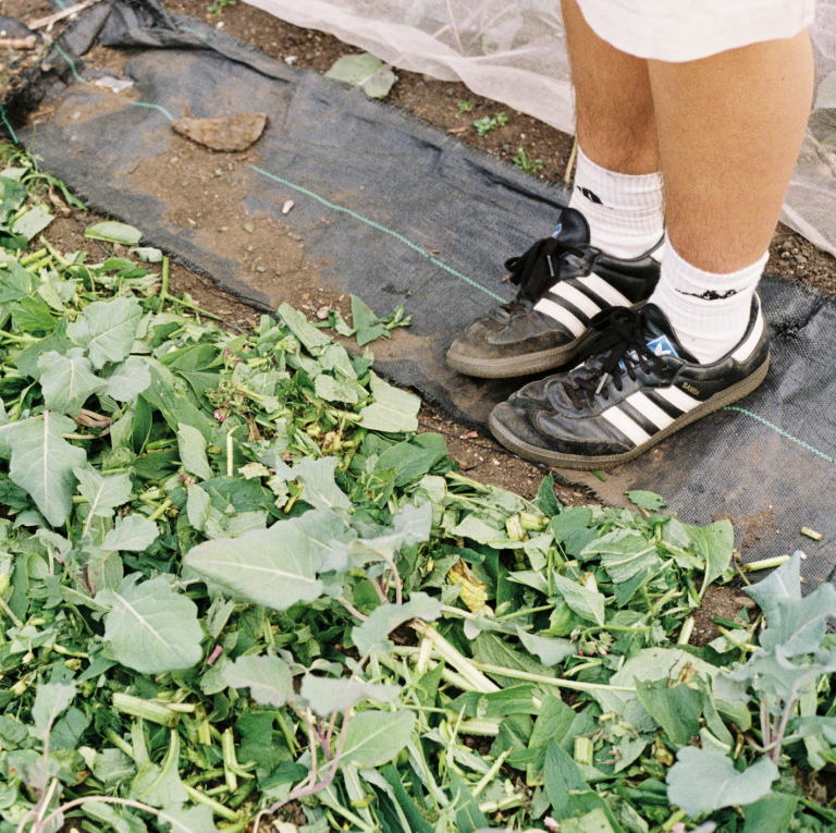 A closely-cropped image of a person's feet and shins in an allotment. They are wearing black and white Addidas Samba trainers and white crew socks, and standing next to a pile of fresh green leaves, placed directly on the soil for composting. The leaves take up half of the image, cutting across it diagonally. The image has soft colours and a slight grain, typical of 35mm film photography.