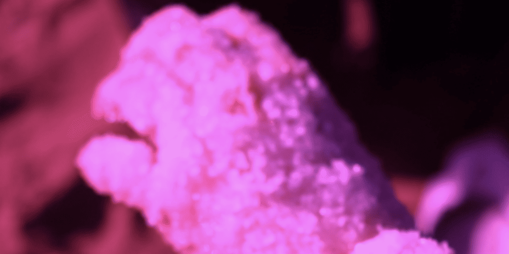 A still from a bright-pink-hued film, close up on a white-skinned hand covered in salt