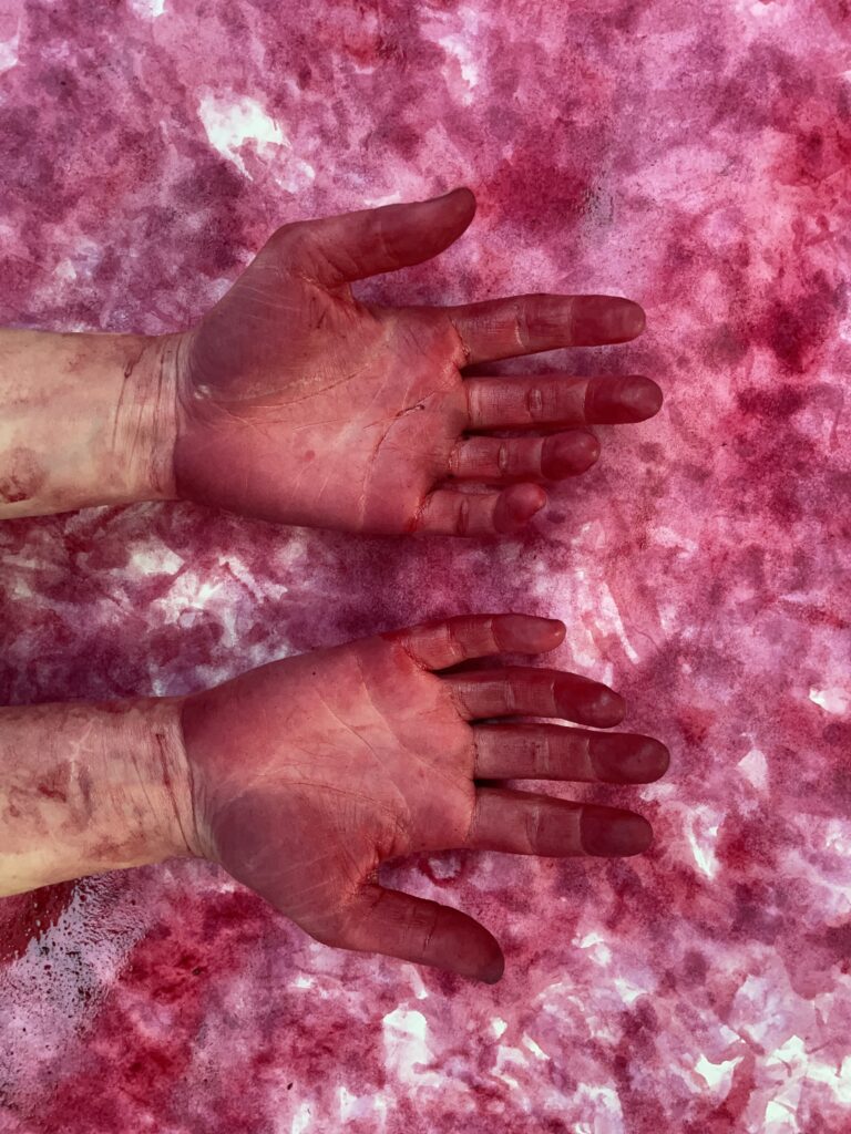 Photo of a woman's hands, stained red by berry juice, held above a sheet dyed with the same colour of red.